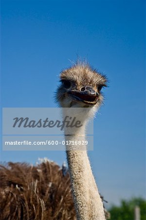 Ostrich Ontario, Canada