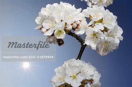 Close-up of Cherry Blossom