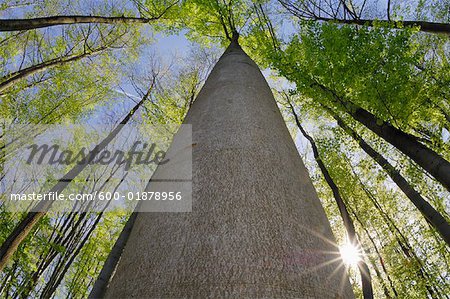 Looking up at Trees, Bavaria, Germany