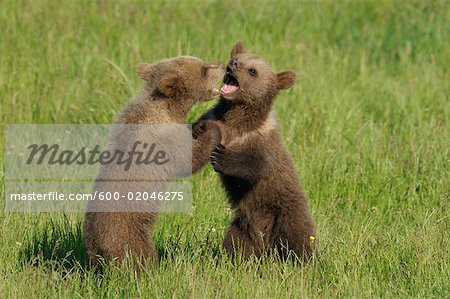 Two Brown Bear Cubs Playing in Meadow
