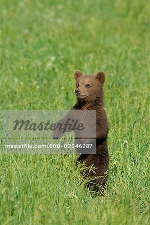 Brown Bear Cub in Meadow