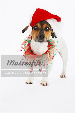 Dog with Christmas Collar and Santa Hat