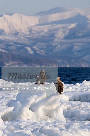 Steller's Sea Eagle and White- Tailed Eagle on Ice Floe, Nemuro Channel, Shiretoko Peninsula, Hokkaido, Japan