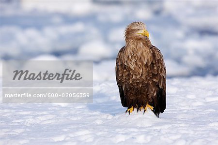 White-tailed Eagle, Nemuro Channel, Shiretoko Peninsula, Hokkaido, Japan