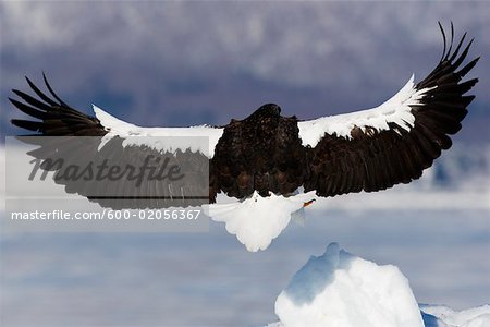 Steller's Sea Eagle Landing on Ice Floe, Nemuro Channel, Shiretoko Peninsula, Hokkaido, Japan