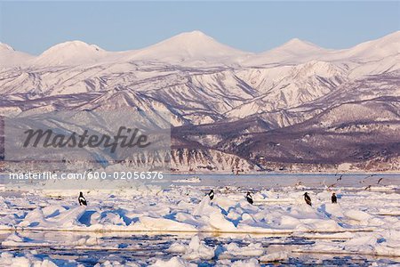 Steller's Sea Eagles and White- Tailed Eagles on Ice Floe, Nemuro Channel, Shiretoko Peninsula, Hokkaido, Japan