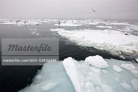 Steller's Sea Eagles on Ice Floes Nemuro Channel, Shiretoko Peninsula, Hokkaido, Japan