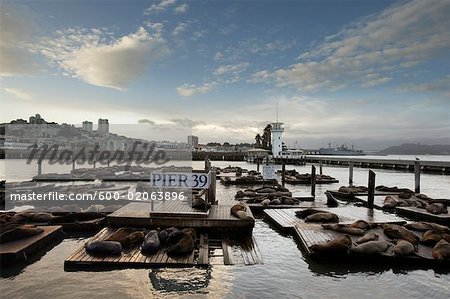 Sea lions at Pier 39 in San Francisco, Stock image