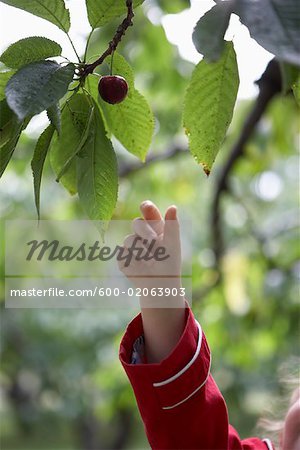 Girl Picking Cherries