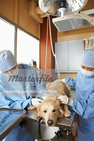 Veterinarians Working on Dog