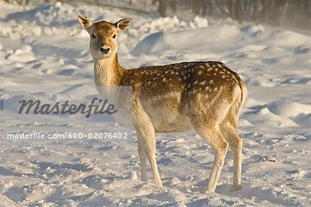 Fallow Deer, Omega Park, Montebello, Quebec, Canada