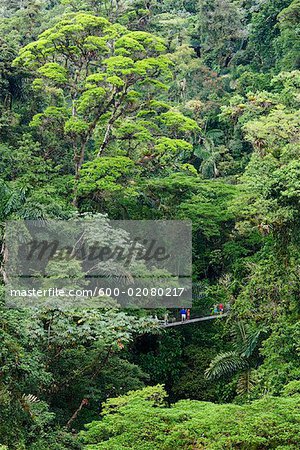 Tourists on Hanging Bridge in Rainforest, Costa Rica