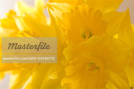 Close-up of Daffodils