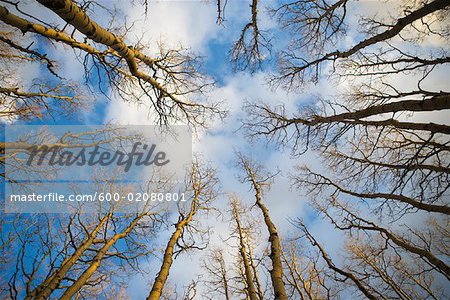 Bare Aspen Trees, Sangre de Cristo Mountains, Santa Fe, New Mexico, USA