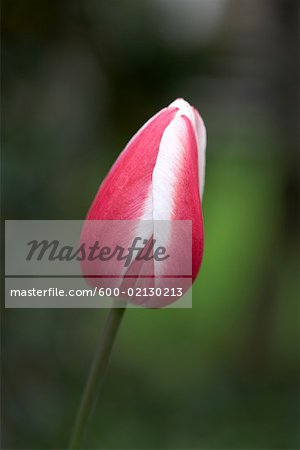 Pink Tulip, Ottawa, Ontario, Canada