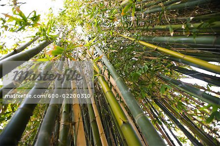 Giant Bamboo, Long Beach, California, USA