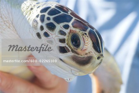 Close-up of Turtle, The Turtle Hospital, Marathon Dolphin Sanctuary, Marathon, Florida Keys, Florida, USA
