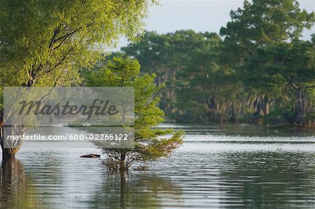 Atchafalaya Basin, Lafayette, Louisiana, USA Atchafalaya Basin, Lafayette, Louisiana, USA
