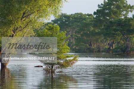 Atchafalaya Basin, Lafayette, Louisiana, USA