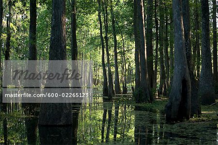 Lake Martin, Lafayette, Louisiana, USA