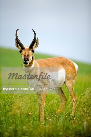 Pronghorn Antelope, Wind Cave National Park, South Dakota, USA