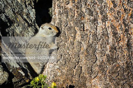 Uinta Ground Squirrel, Yellowstone National Park, Wyoming, USA
