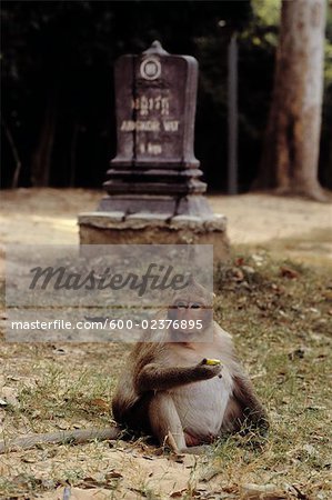 Monkey Eating, Angkor Wat, Cambodia