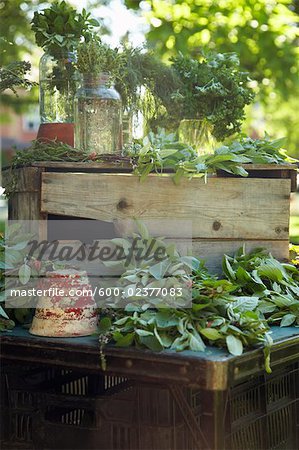 Herbs for Sale at Organic Farmer's Market