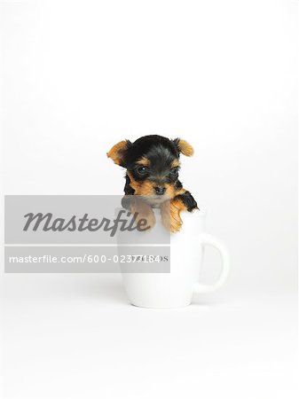 Yorkshire Terrier Puppy in Mug