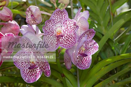 Orchids, Chiang Mai, Thailand