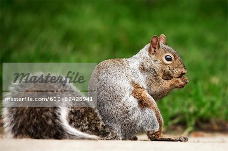 Gray Squirrel