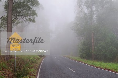 Forest Road in Fog, Dandenong Ranges, Victoria, Australia