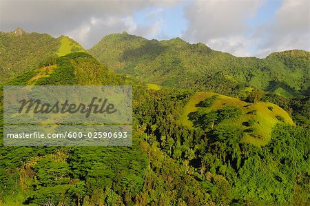 Rainforest on Mountainside, Rarotonga, Cook Islands