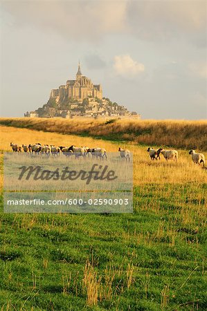 Sheep in Field Near Mont Saint-Michel, Normandy, France