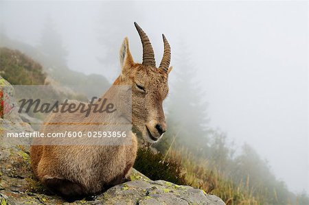 Alpine Ibex, Aiguilles Rouges, Chamonix, France