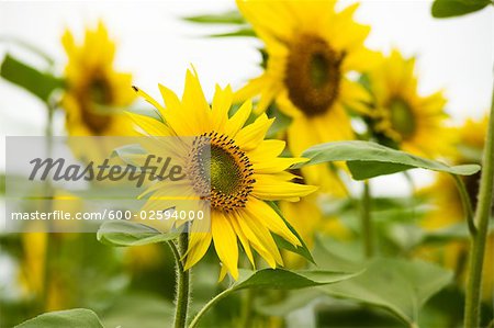 Close-up of Sunflower