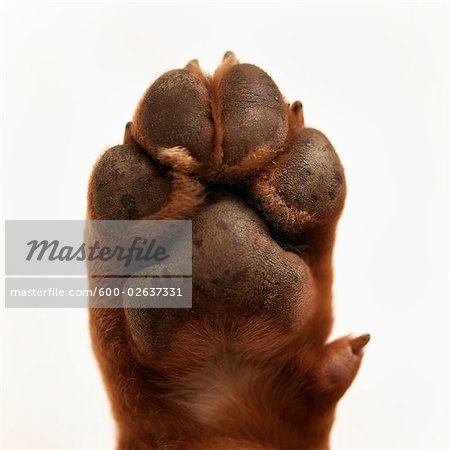 167,700+ Dog Paw Stock Photos, Pictures & Royalty-Free Images