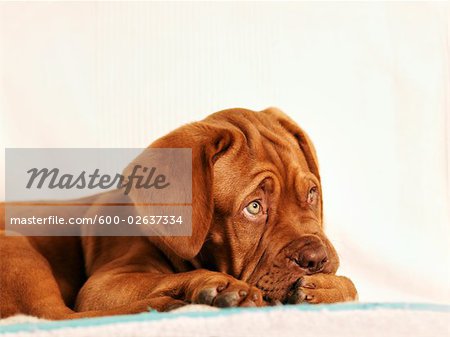 Portrait of Dogue de Bordeaux Puppy
