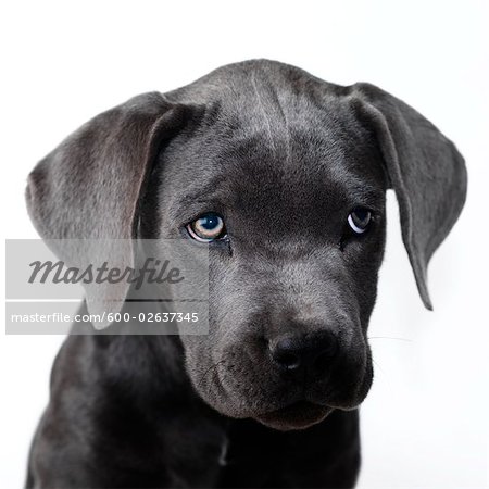 Black Cane Corso Italian Mastiff Portrait Stock Photo - Image of