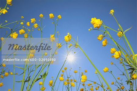 Close-Up of Buttercups in Meadow, Canton of Zurich, Switzerland