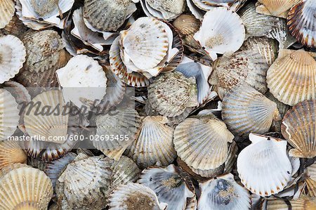 Scallop Shells, Menemsha, Martha's Vineyard, Massachusetts, USA