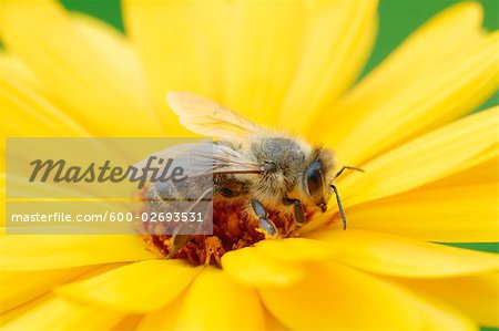 Honey Bee on Flower