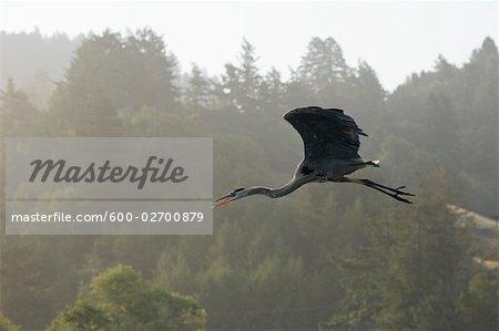 Heron Flying, Jenner, California, USA