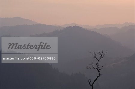 Bare Tree and Mountains, Jenner, California, USA