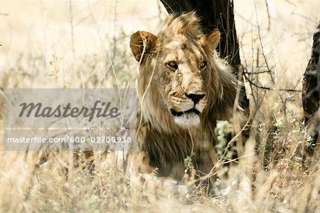 Lion in Grass, Etosha National Park, Kunene Region, Namibia