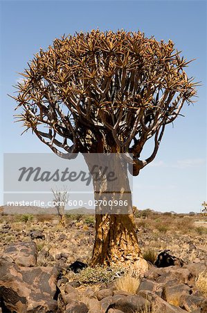 Kokerboom, Keetmanshoop, Namibia