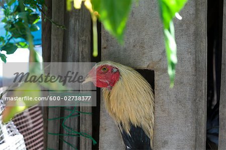 Chicken, Catbalogan, Samar Province, Visayas, Philippines