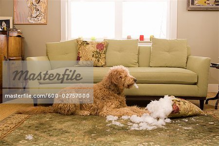 Golden Doodle Dog Chewing Up Sofa Cushion