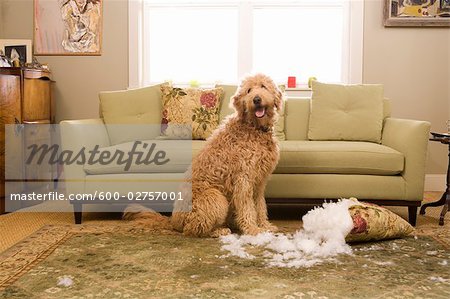 dog chewed couch cushion
