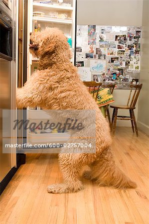 Golden Doodle Dog Looking in Refrigerator
